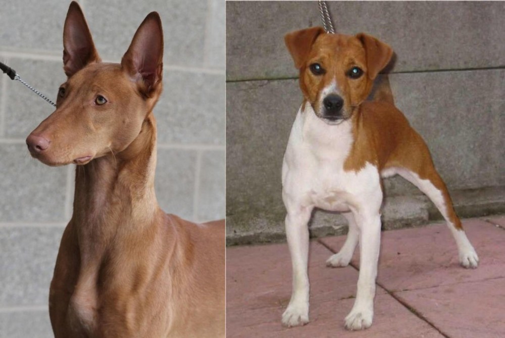 Plummer Terrier vs Pharaoh Hound - Breed Comparison