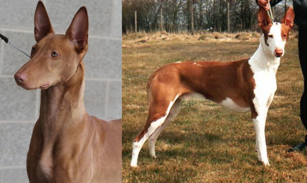 Podenco Canario vs Pharaoh Hound - Breed Comparison