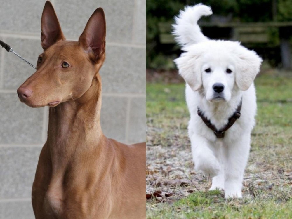 Polish Tatra Sheepdog vs Pharaoh Hound - Breed Comparison