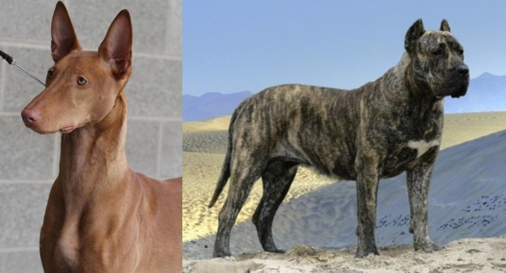 Presa Canario vs Pharaoh Hound - Breed Comparison
