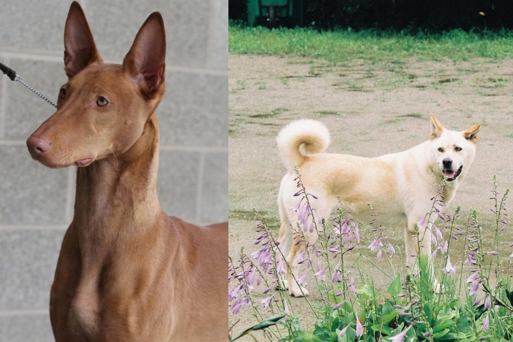 Pungsan Dog vs Pharaoh Hound - Breed Comparison