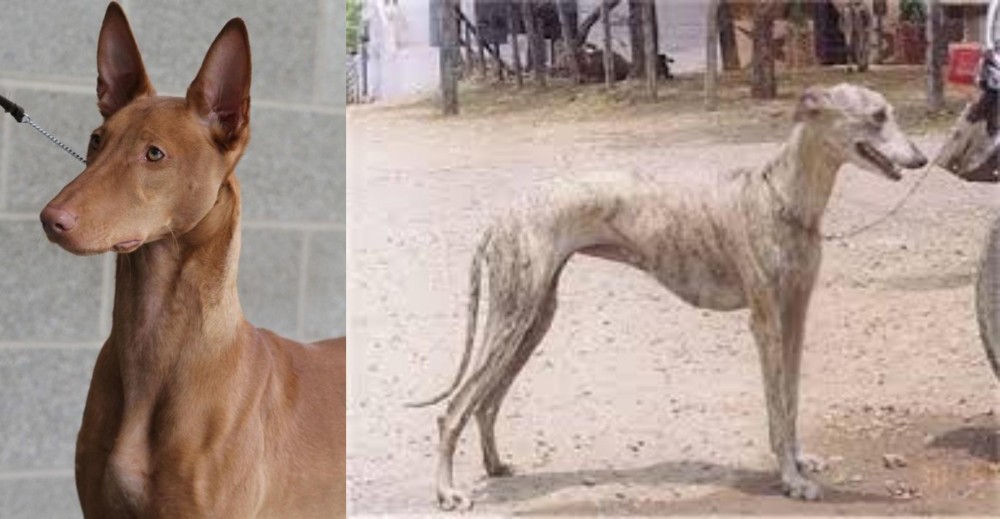 Rampur Greyhound vs Pharaoh Hound - Breed Comparison