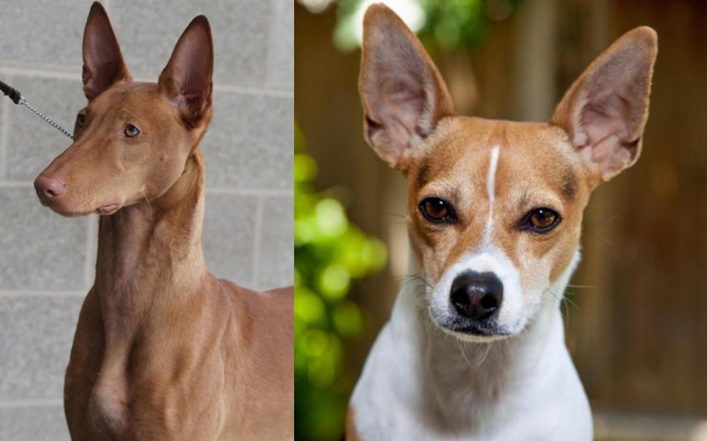 Rat Terrier vs Pharaoh Hound - Breed Comparison
