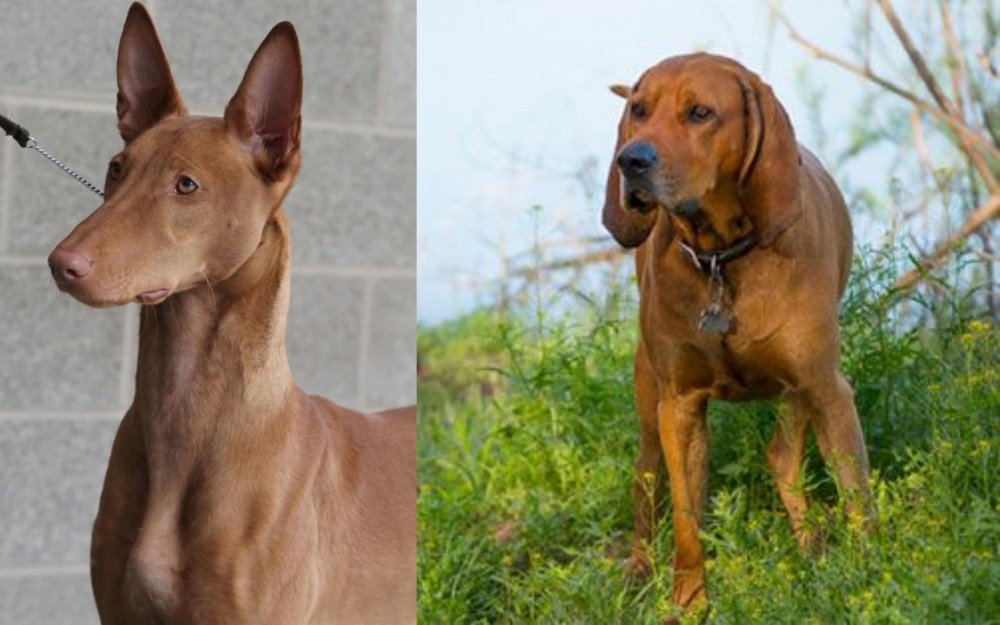 Redbone Coonhound vs Pharaoh Hound - Breed Comparison