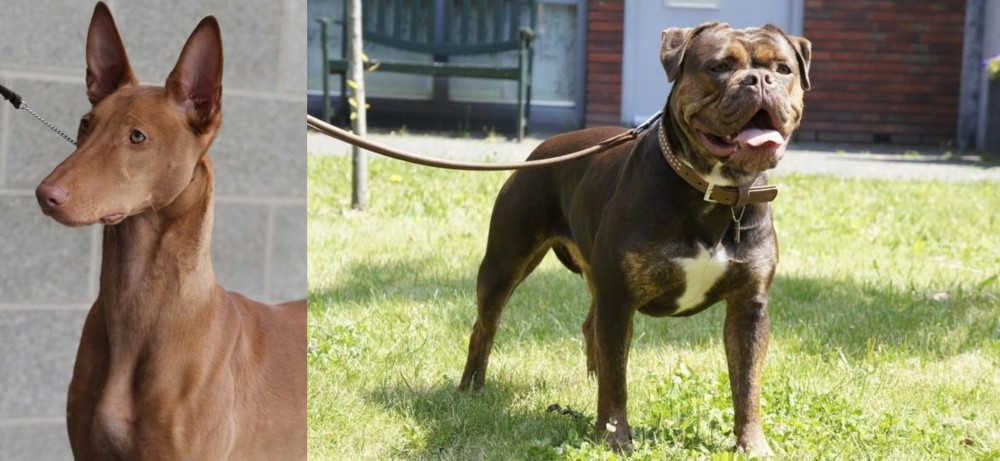 Renascence Bulldogge vs Pharaoh Hound - Breed Comparison