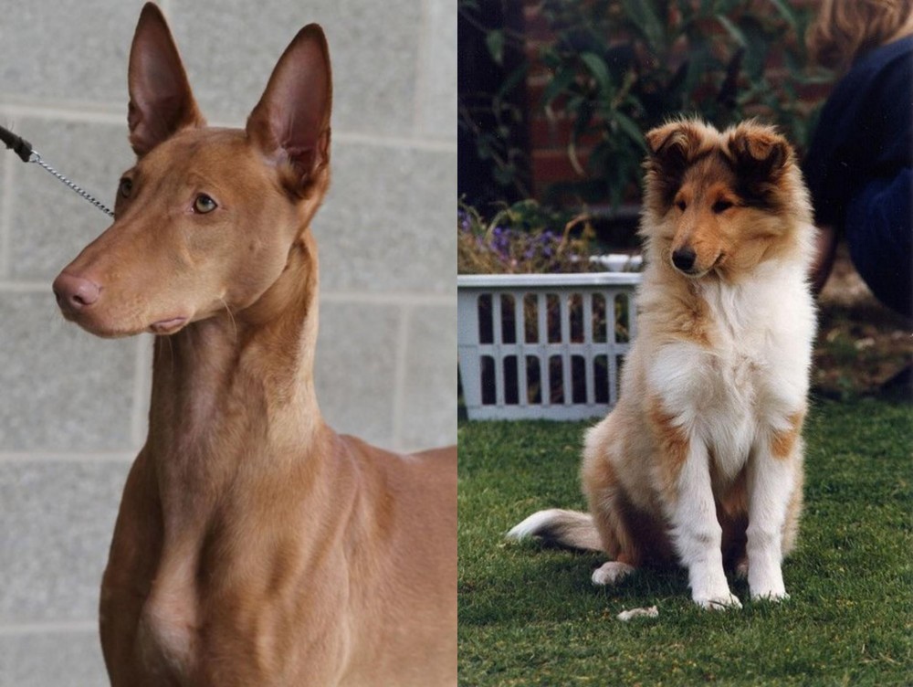 Rough Collie vs Pharaoh Hound - Breed Comparison