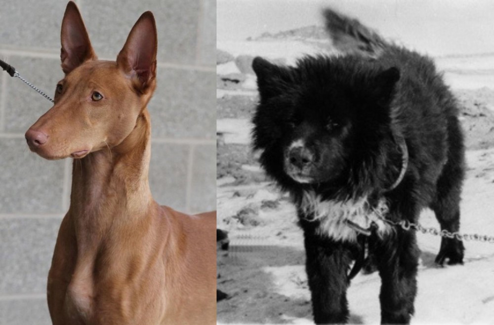 Sakhalin Husky vs Pharaoh Hound - Breed Comparison