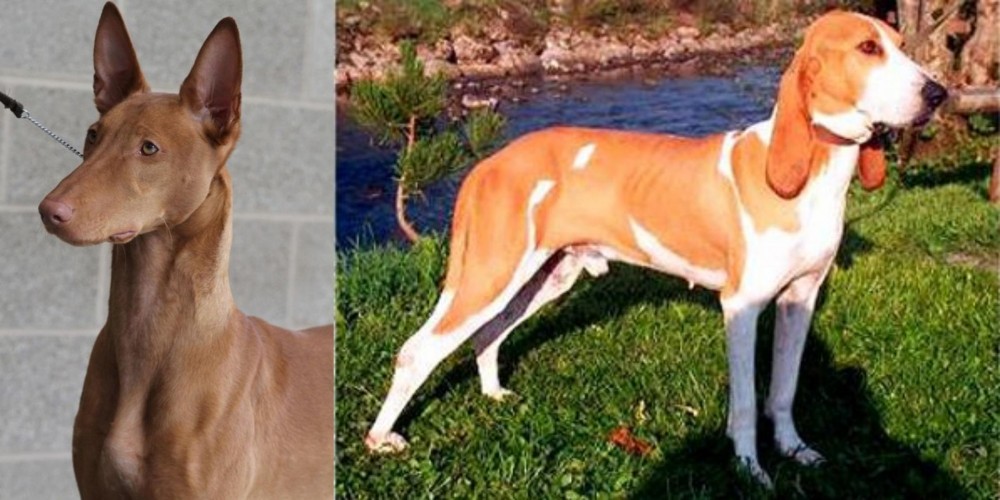 Schweizer Laufhund vs Pharaoh Hound - Breed Comparison