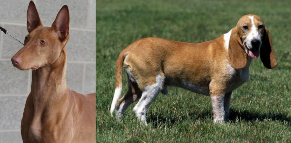 Schweizer Niederlaufhund vs Pharaoh Hound - Breed Comparison