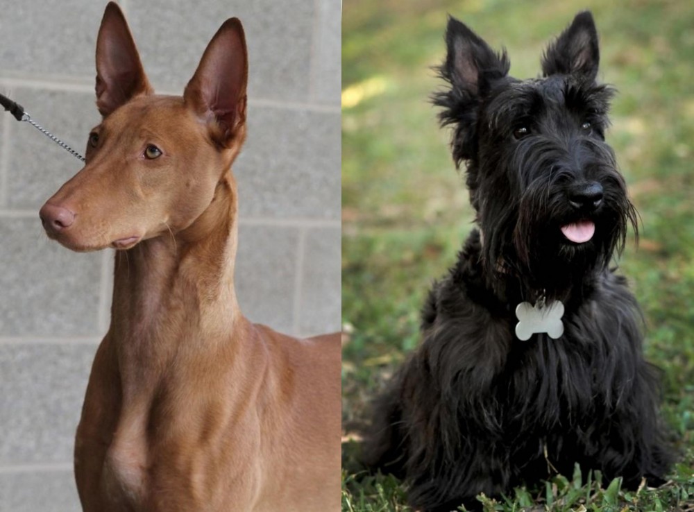 Scoland Terrier vs Pharaoh Hound - Breed Comparison