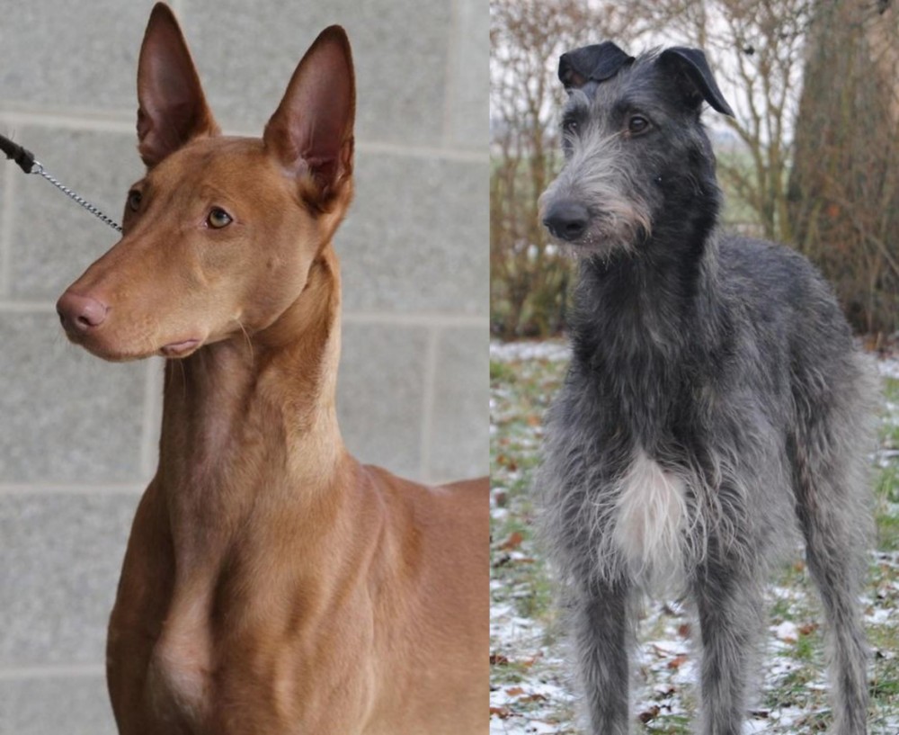 Scottish Deerhound vs Pharaoh Hound - Breed Comparison