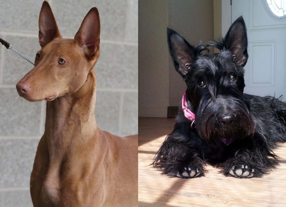 Scottish Terrier vs Pharaoh Hound - Breed Comparison