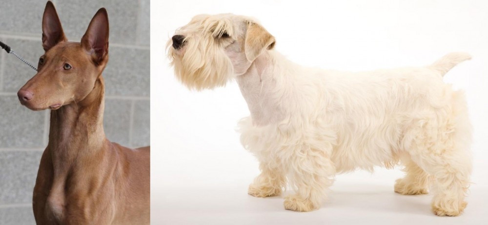 Sealyham Terrier vs Pharaoh Hound - Breed Comparison