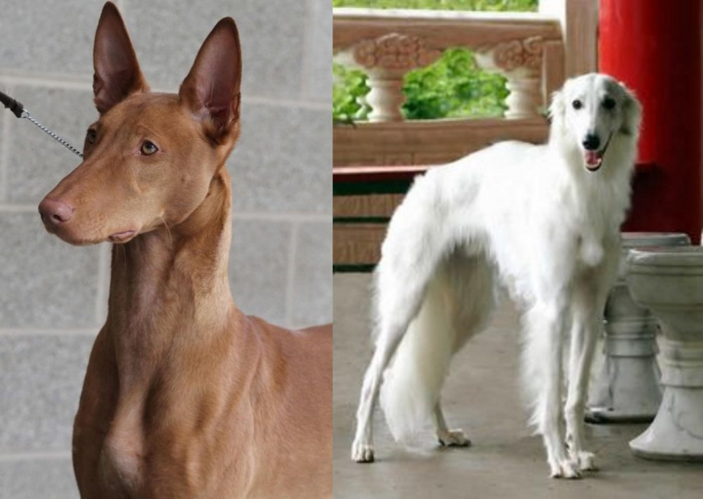 Silken Windhound vs Pharaoh Hound - Breed Comparison