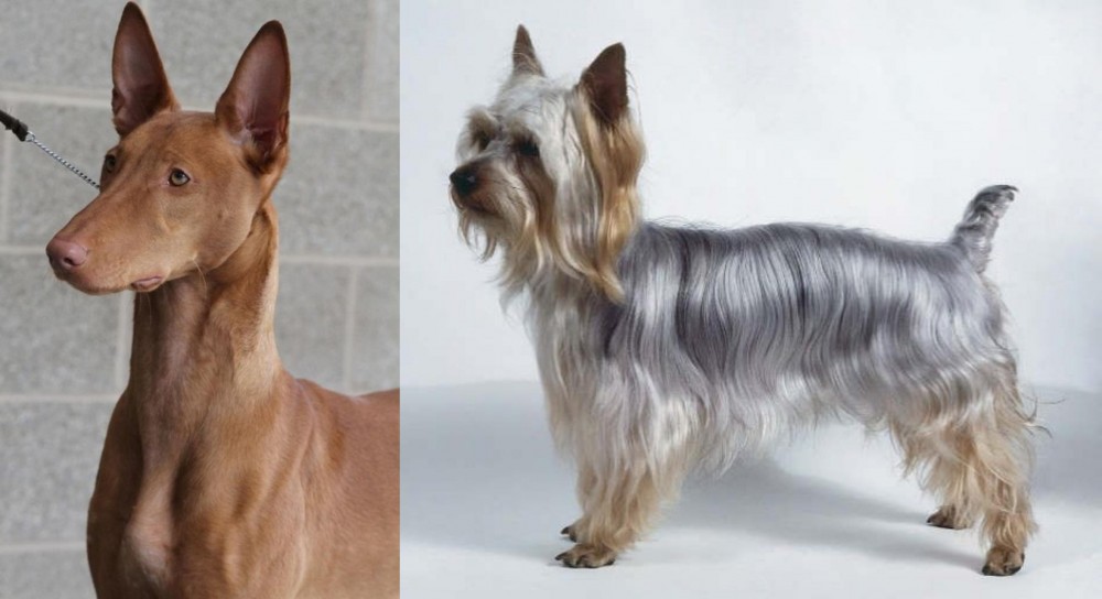 Silky Terrier vs Pharaoh Hound - Breed Comparison