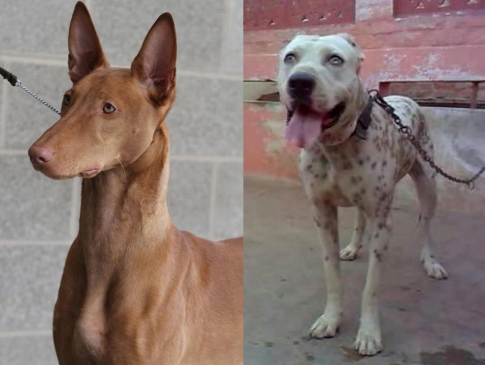 Sindh Mastiff vs Pharaoh Hound - Breed Comparison