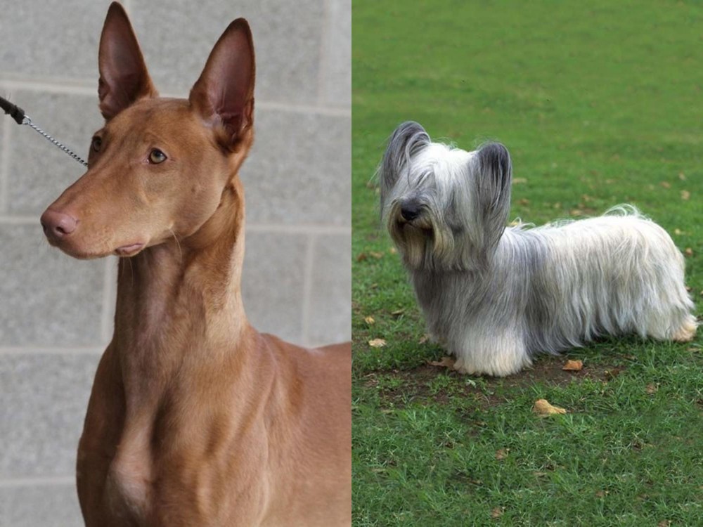 Skye Terrier vs Pharaoh Hound - Breed Comparison