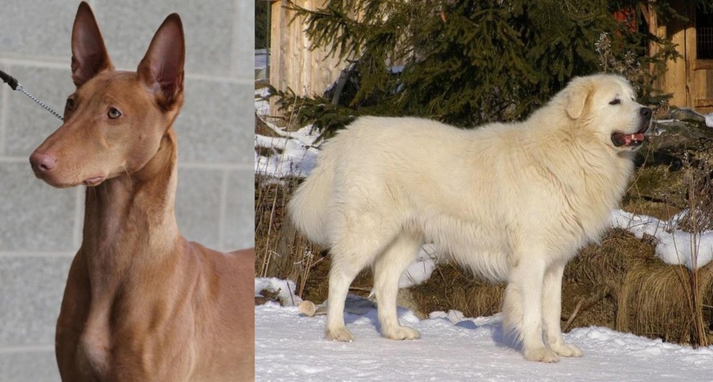 Slovak Cuvac vs Pharaoh Hound - Breed Comparison