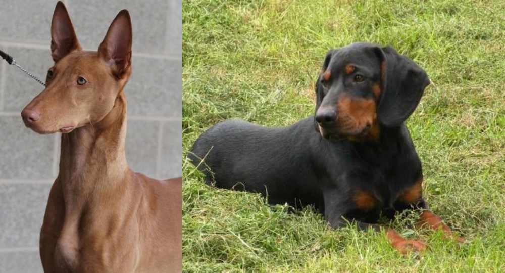 Slovakian Hound vs Pharaoh Hound - Breed Comparison
