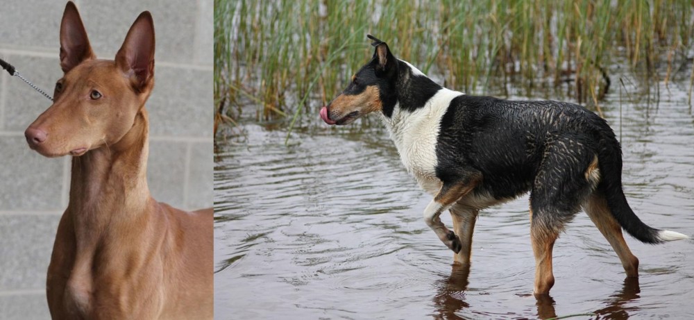 Smooth Collie vs Pharaoh Hound - Breed Comparison