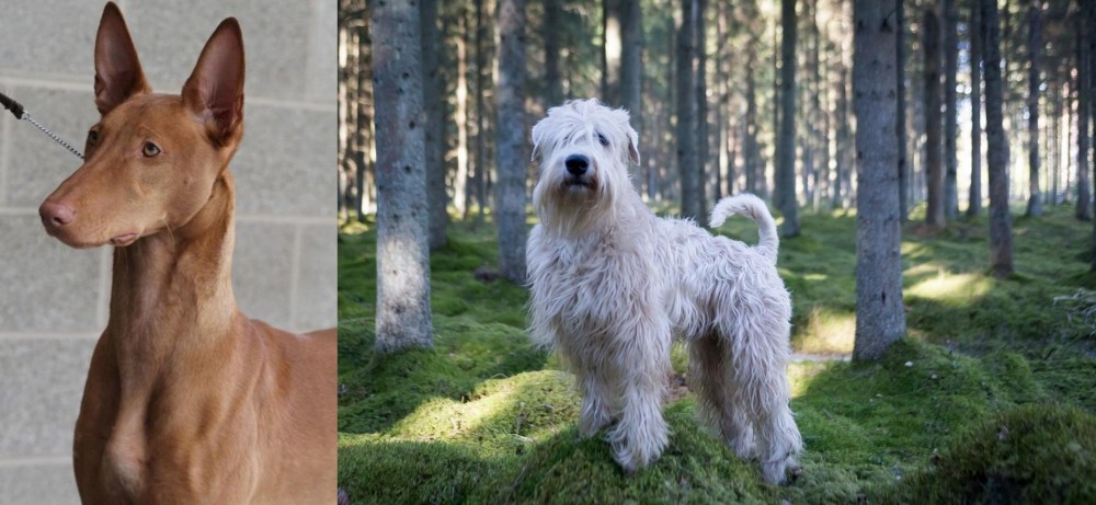 Soft-Coated Wheaten Terrier vs Pharaoh Hound - Breed Comparison