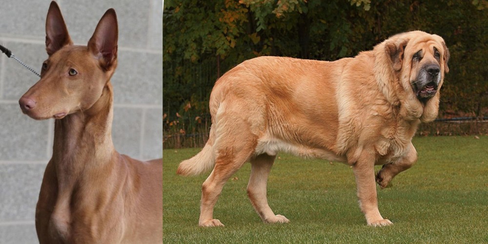 Spanish Mastiff vs Pharaoh Hound - Breed Comparison