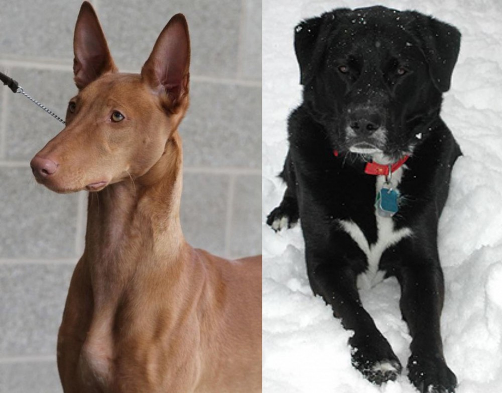 St. John's Water Dog vs Pharaoh Hound - Breed Comparison