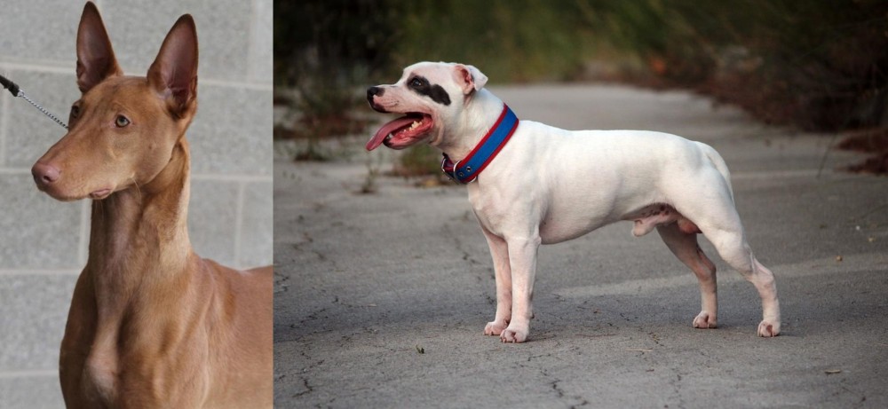 Staffordshire Bull Terrier vs Pharaoh Hound - Breed Comparison
