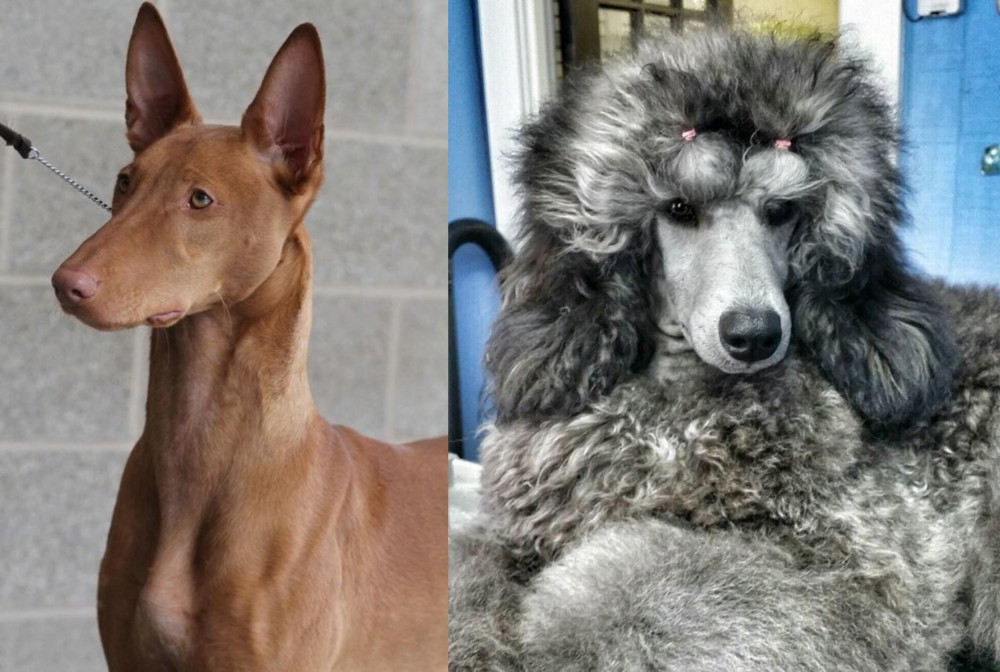 Standard Poodle vs Pharaoh Hound - Breed Comparison