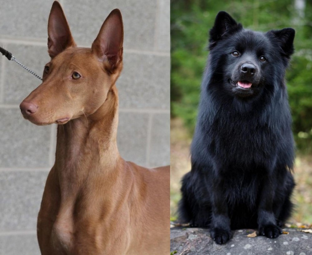 Swedish Lapphund vs Pharaoh Hound - Breed Comparison