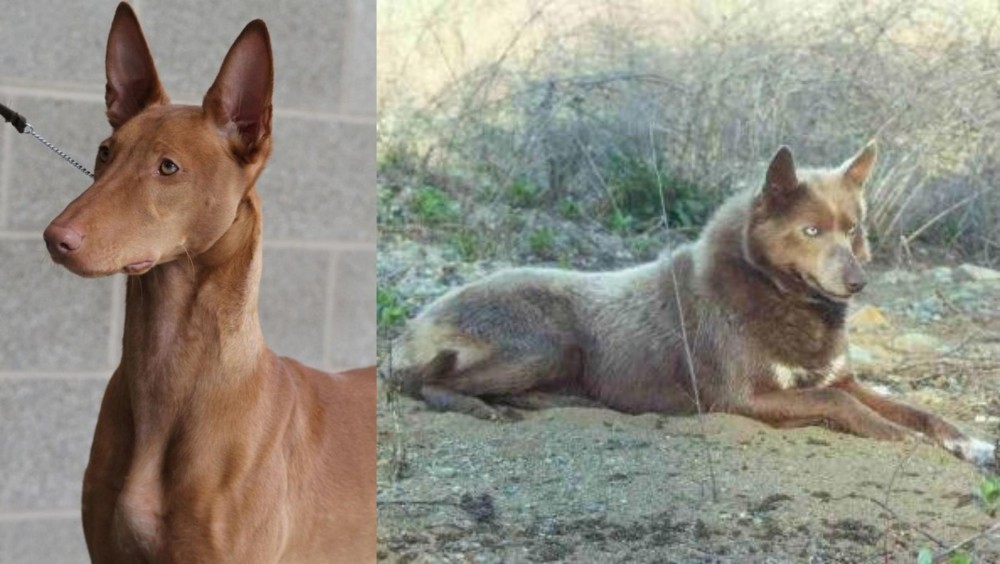 Tahltan Bear Dog vs Pharaoh Hound - Breed Comparison
