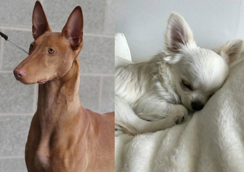 Tea Cup Chihuahua vs Pharaoh Hound - Breed Comparison