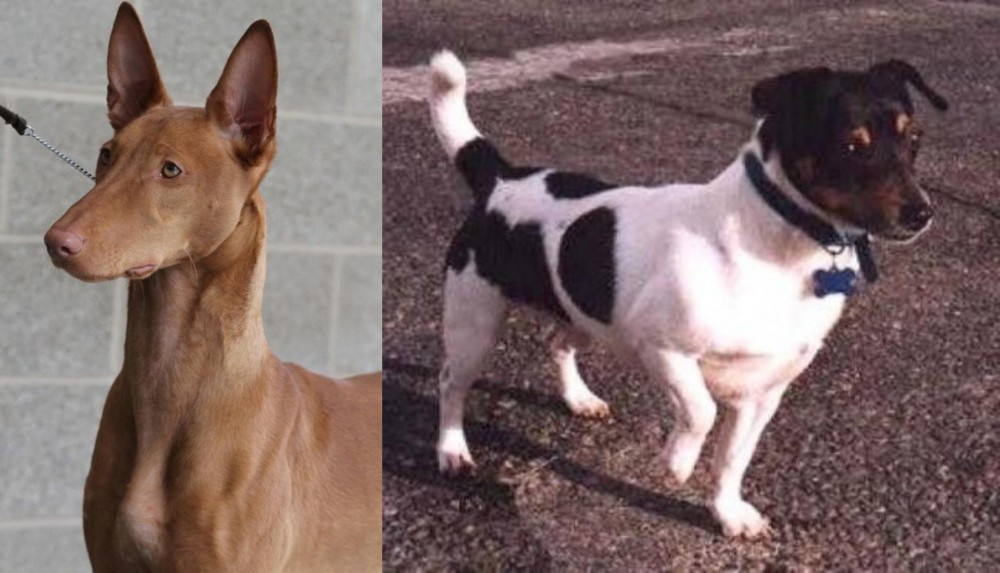 Teddy Roosevelt Terrier vs Pharaoh Hound - Breed Comparison