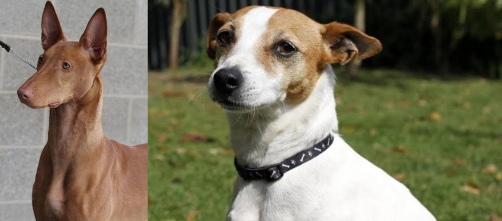 Tenterfield Terrier vs Pharaoh Hound - Breed Comparison