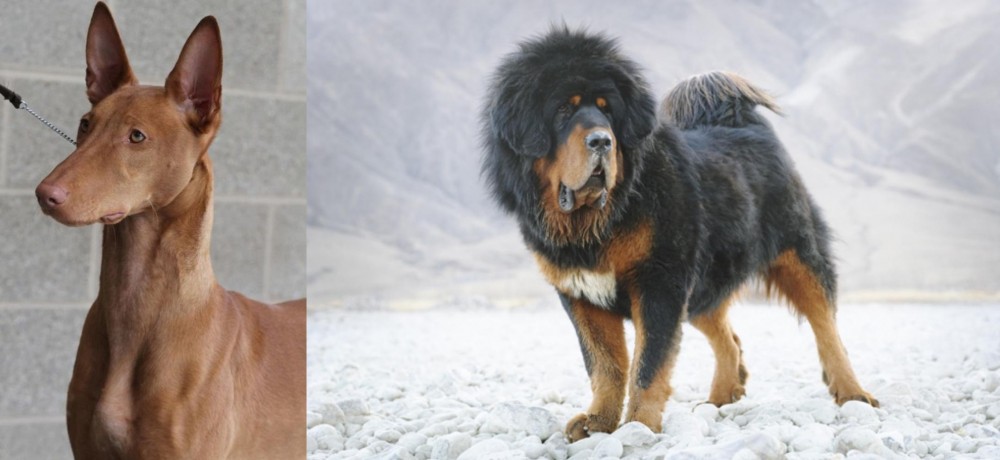 Tibetan Mastiff vs Pharaoh Hound - Breed Comparison