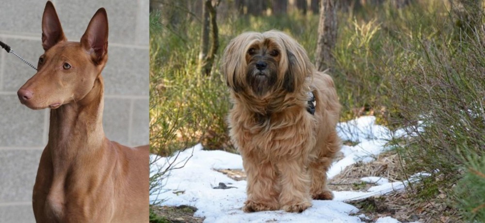 Tibetan Terrier vs Pharaoh Hound - Breed Comparison