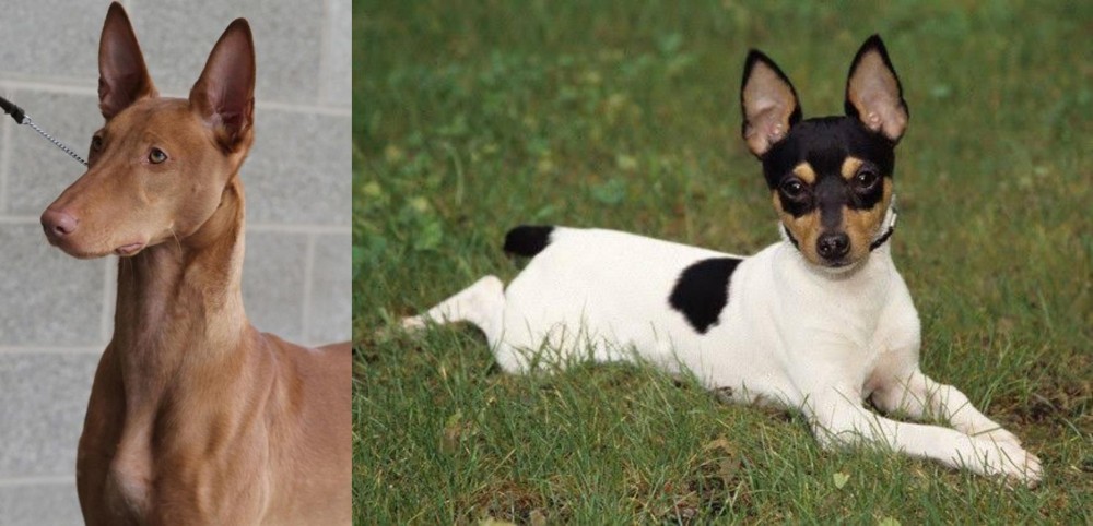 Toy Fox Terrier vs Pharaoh Hound - Breed Comparison