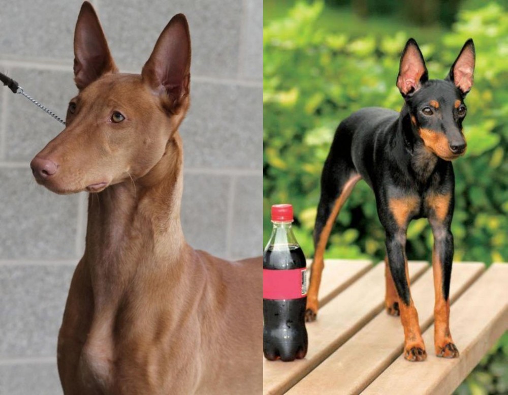 Toy Manchester Terrier vs Pharaoh Hound - Breed Comparison