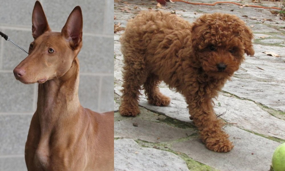 Toy Poodle vs Pharaoh Hound - Breed Comparison