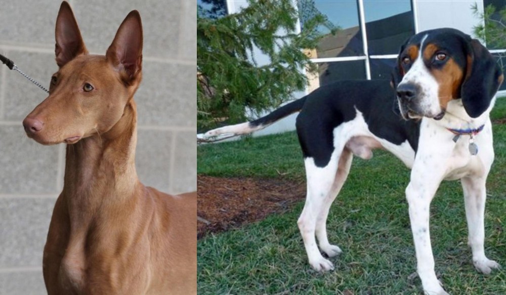 Treeing Walker Coonhound vs Pharaoh Hound - Breed Comparison