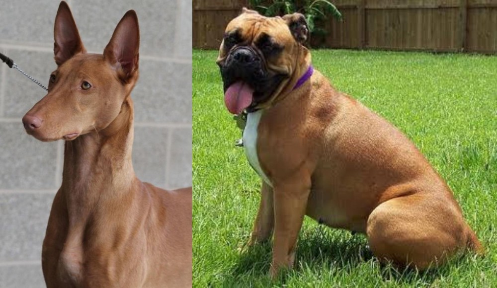 Valley Bulldog vs Pharaoh Hound - Breed Comparison