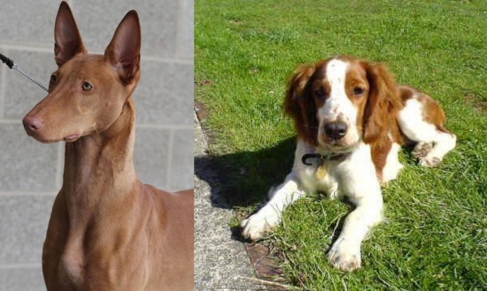 Welsh Springer Spaniel vs Pharaoh Hound - Breed Comparison