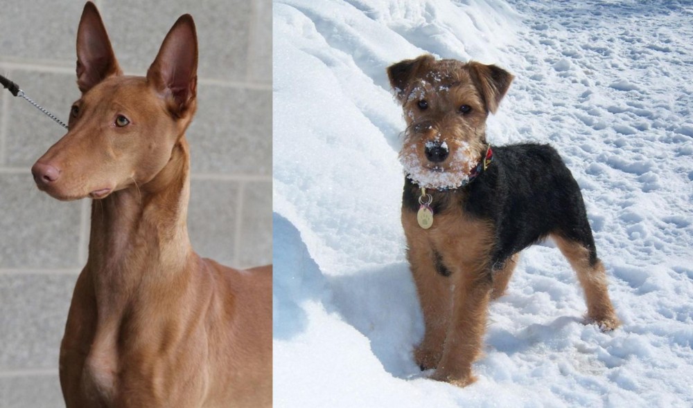 Welsh Terrier vs Pharaoh Hound - Breed Comparison