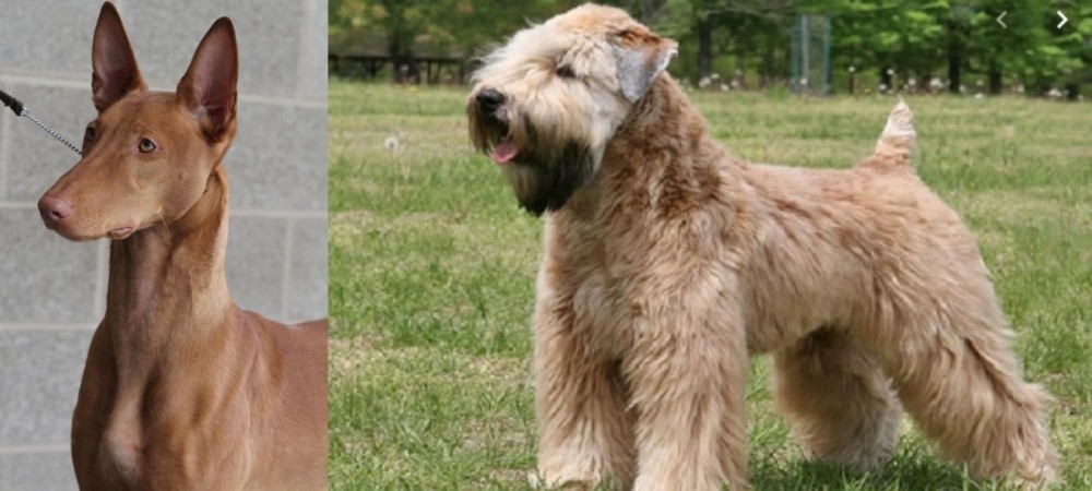 Wheaten Terrier vs Pharaoh Hound - Breed Comparison