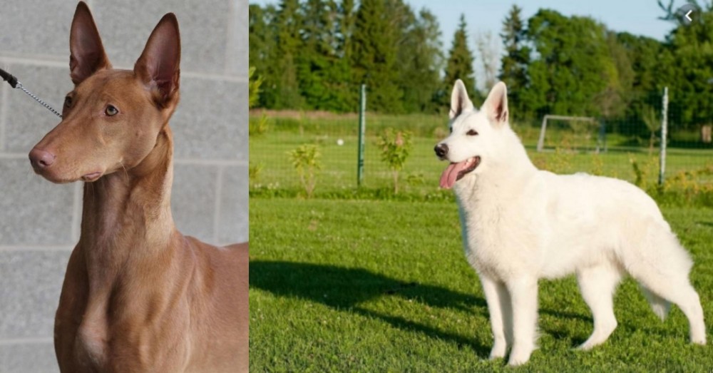 White Shepherd vs Pharaoh Hound - Breed Comparison