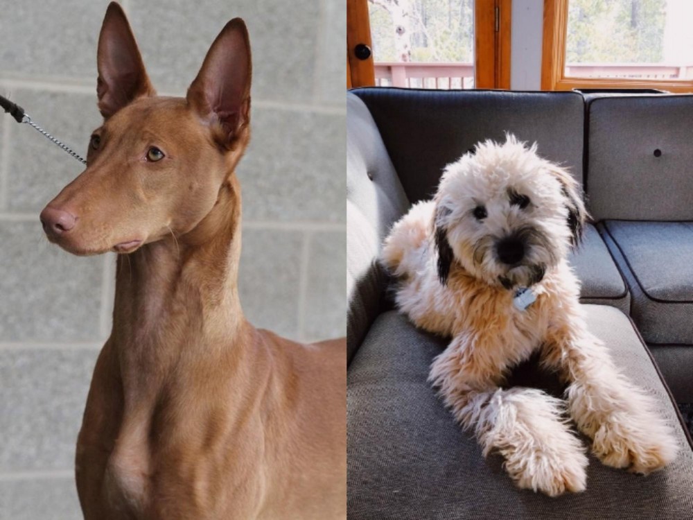 Whoodles vs Pharaoh Hound - Breed Comparison