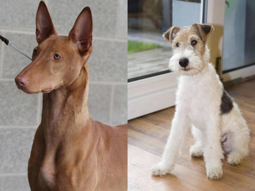 Wire Fox Terrier vs Pharaoh Hound - Breed Comparison