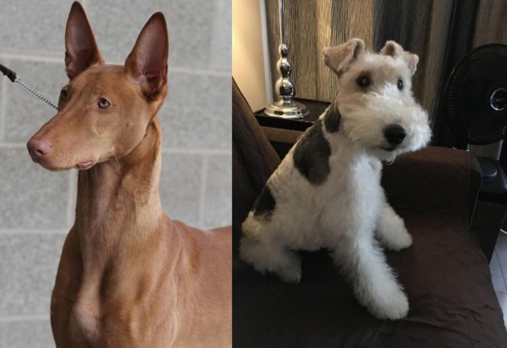 Wire Haired Fox Terrier vs Pharaoh Hound - Breed Comparison
