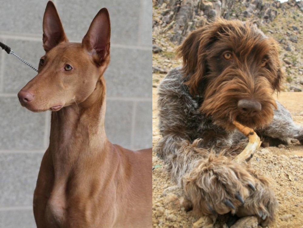Wirehaired Pointing Griffon vs Pharaoh Hound - Breed Comparison
