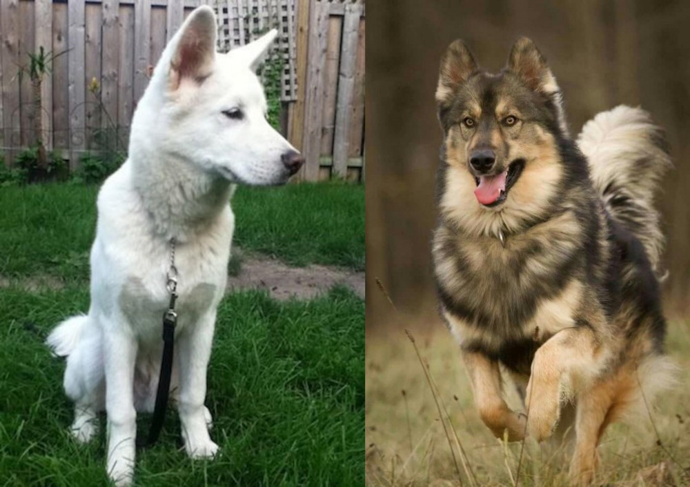 Native American Indian Dog vs Phung San - Breed Comparison
